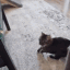 hard cat pics