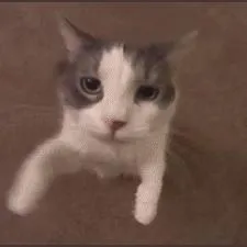 𝔾𝔸𝕐 𝔽𝔸𝕄𝕀𝕃𝕐 — мониторинг Discord сервера, статистика и рейтинг