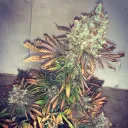 Grow WeedEZ’s CannaComunnity