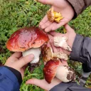 CU Mycology Club