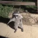 Bold Mantis's Certified Raccoonolomogist server