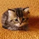 Tabbie Cat Mansion's icon