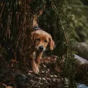 Little Tail Trails Discord Server Icon