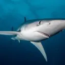 Shark Tag