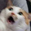 杯貓集散地