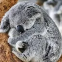 The Koala Bot Emporium