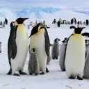 🐧 Communauté Pingouin 🐧