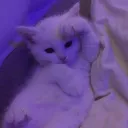 $𝐨𝐥𝐢𝐭𝐚𝐫𝐲