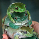 Neurodivergent Frogs!
