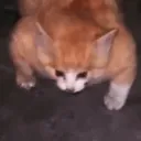 tfg <3 Discord Server Icon