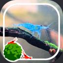 the moss ball