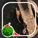the moss ball Discord server icon