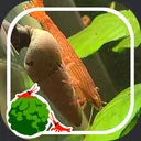 the moss ball