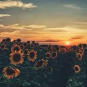 sunflower fields discord icon