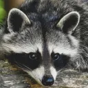 Raccoons' Cult