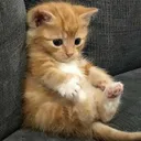 Barrel Stuffed