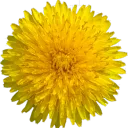Dandelion's Field