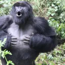 Harambe Family