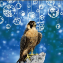Falcon's Eyrie