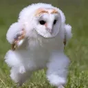 Owl's Nest