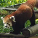 🎍 Les Pandas Roux ~ 🐼🌿