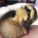 Quack!🐤