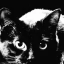 Codicia [Open-Tibia Server] Discord Server Icon