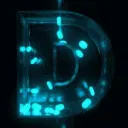 Daryx COMMUNITY