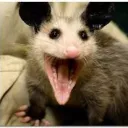 opossum lair