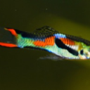 Aquatics