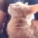iss meow
