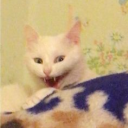 ,, meow Server Icon