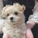 あむのサーバー
