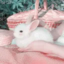 ༓ Daisy Bunny Valley ༓