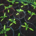 NMT Gardening Club