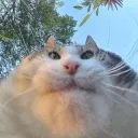 ПРИЮТ ЧЕЧЕНЦЕВ