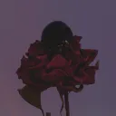 🌺 Rσʂҽʂ αɳԃ Qυαɾƚȥ 🌺