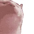 Komunity