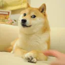 Own The Doge