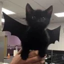 batcat cave