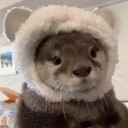 ଓ✦₊˚ otters! ‧₊୭