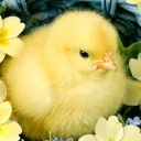 ଓ✦₊˚ chicks! ‧₊୭
