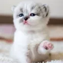 Cute_cat