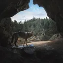 TD's Wolf Den
