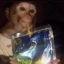 Monkey Jungle