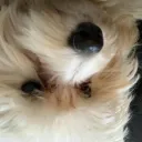 えらさば