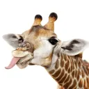 nah fuck THE ZOO