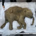 Mammoth De-Extinction