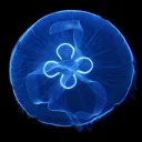 Jelly Jar