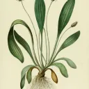 Plantophiles Anonymes